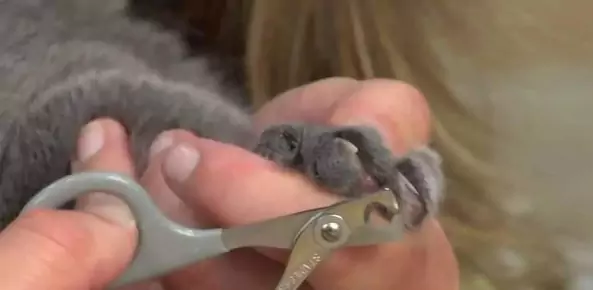 ¿Cómo se cortan las uñas del gato? ¿Cuáles son las funciones de todas las uñas traseras del gato?