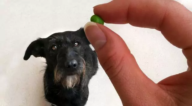 ¿Pueden los perros comer judías verdes? Puntos a tener en cuenta al dar judías verdes a los perros