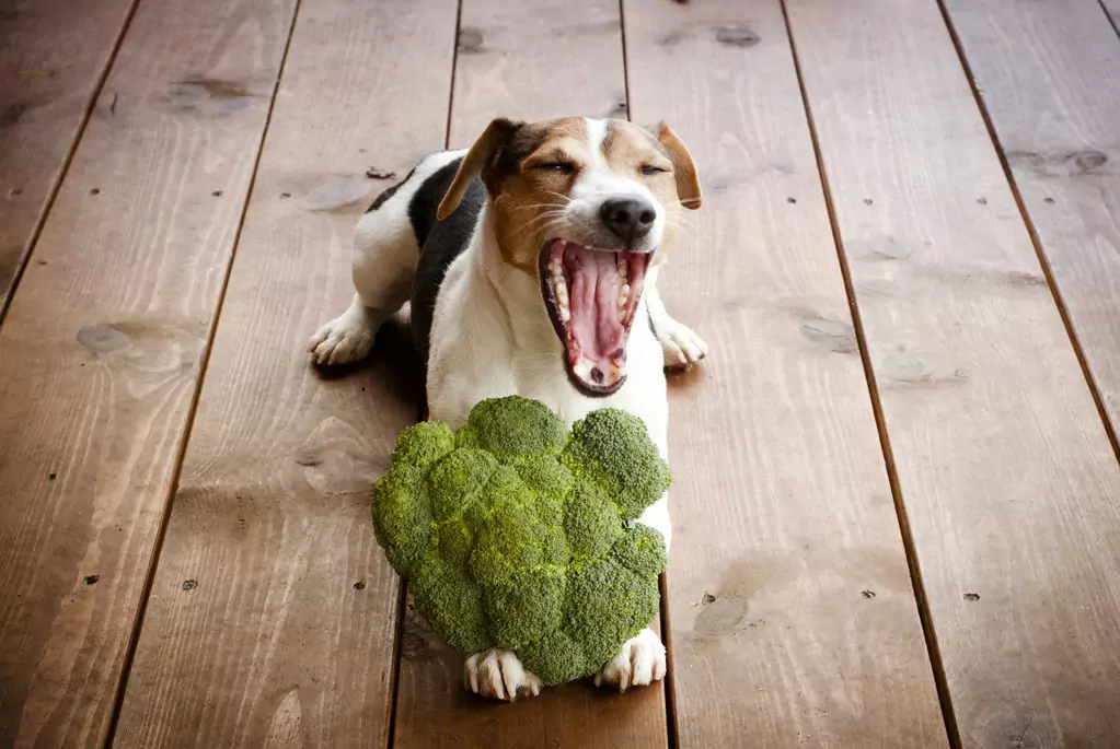 ¿Es bueno el brócoli para los perros? El brócoli es bueno, pero no todo es bueno y no hace daño
