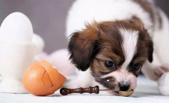 ¿Pueden los perros comer huevos crudos? Qué les pasa a los perros cuando comen huevos crudos