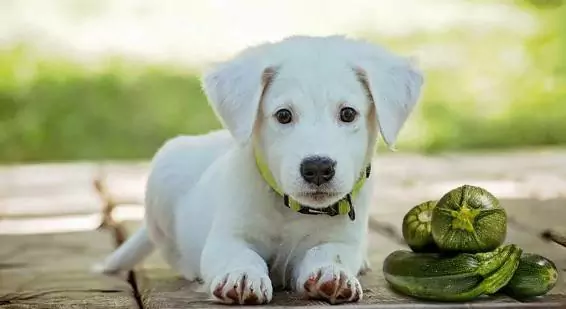 ¿Pueden los perros comer calabacín? Los beneficios del calabacín para los perros