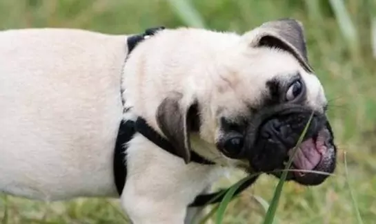 ¿Está bien que los perros coman hierba?