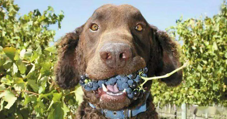 ¿Pueden los perros comer uvas? Síntomas de intoxicación en perros tras comer uvas