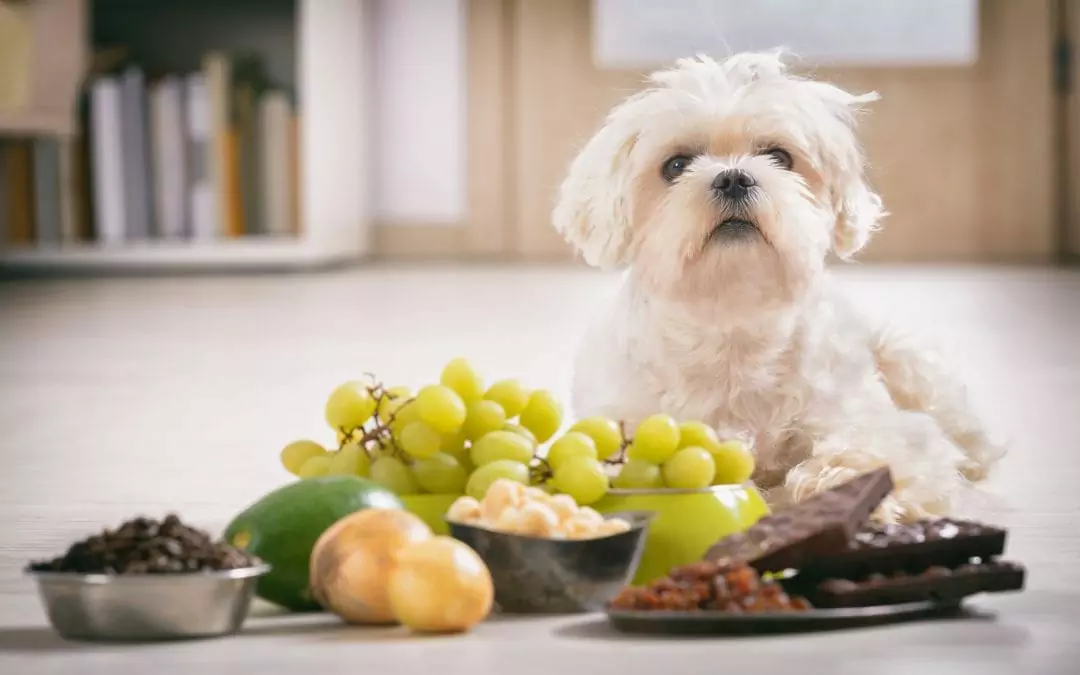 ¿Por qué los perros no pueden comer uvas? ¿Pueden los perros comer uvas o no?