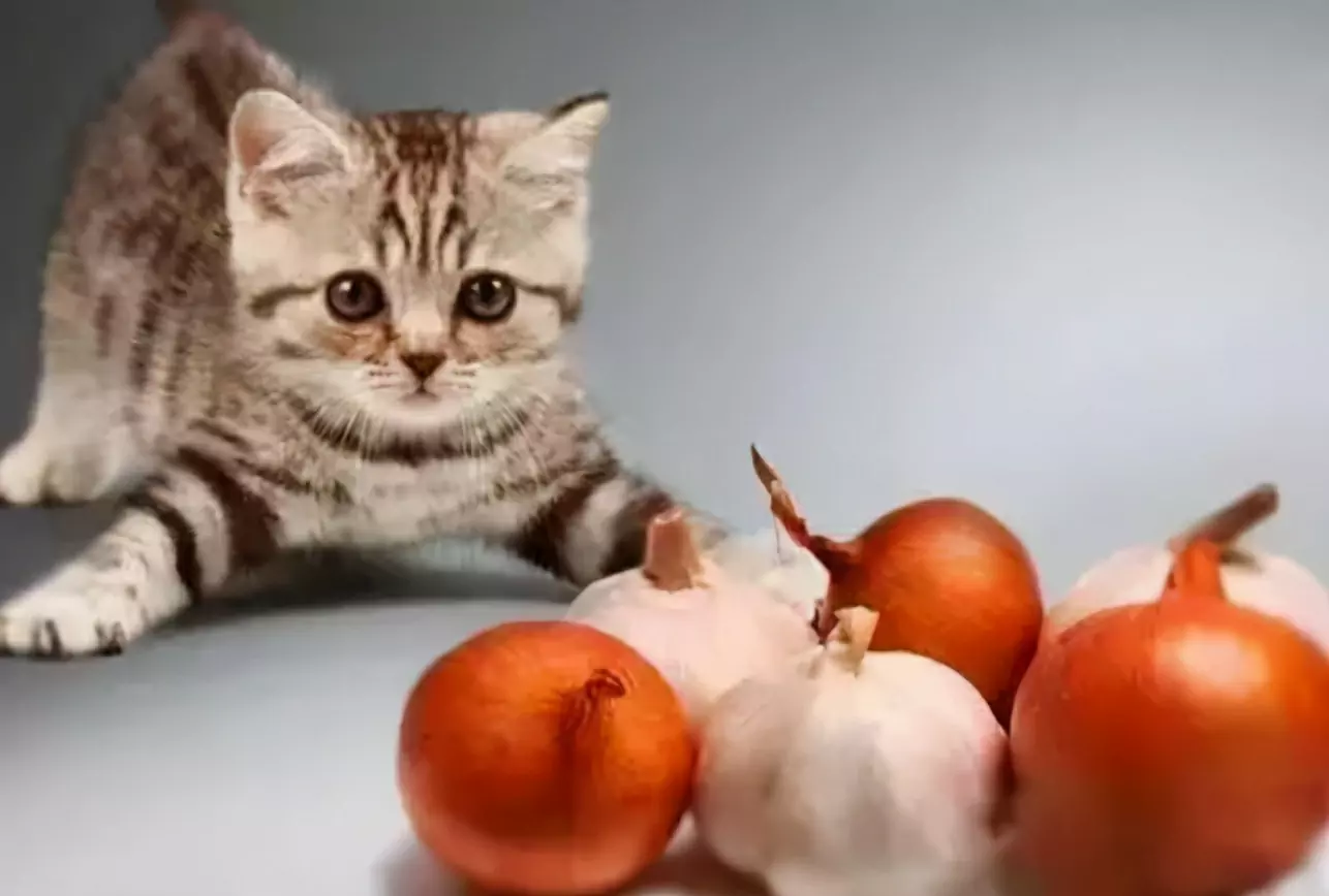 ¿Pueden los gatos comer ajo? ¿Por qué los gatos no pueden comer cebolla y ajo?