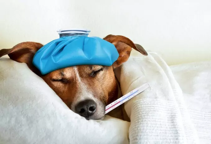 ¿Cómo saber si su perro tiene fiebre? Causas de la fiebre en los perros