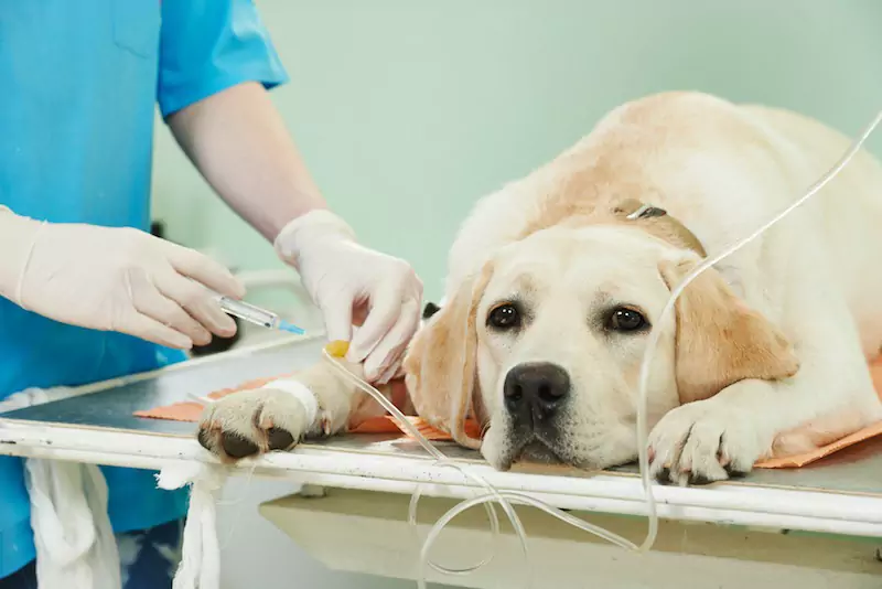 ¿Pueden los perros sufrir derrames cerebrales? ¿Cuál es el problema que hace que un perro sufra un ictus?