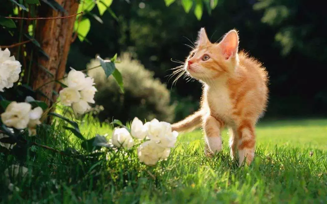 ¿Las rosas son venenosas para los gatos? ¿Pueden los gatos ser alérgicos a las rosas?