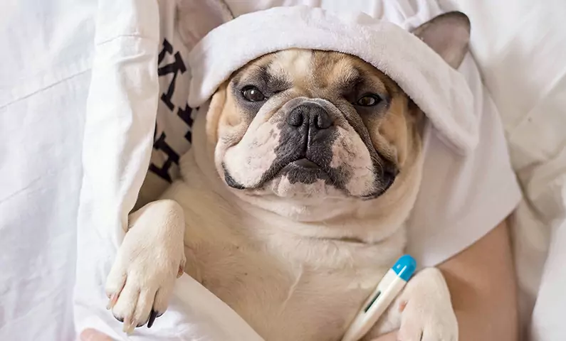 ¿Pueden los perros contraer la gripe? ¿Cómo se contagia la gripe canina?