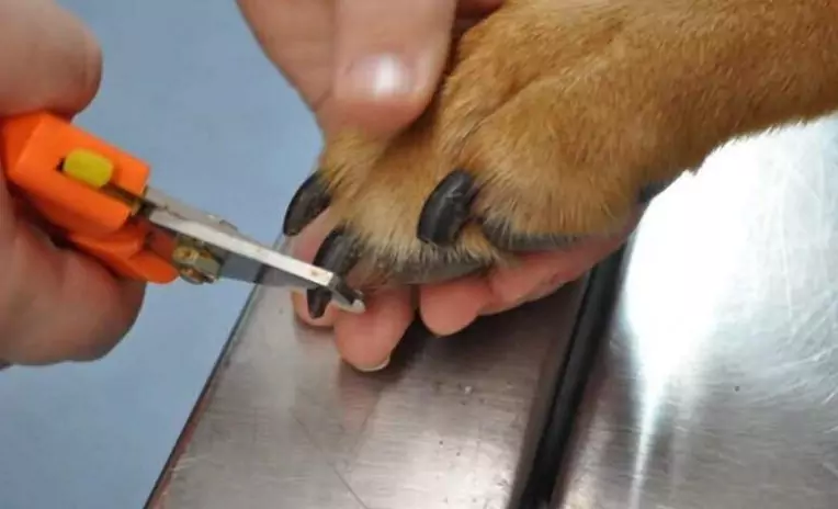 ¿Con qué frecuencia debo cortarle las uñas a mi perro?
