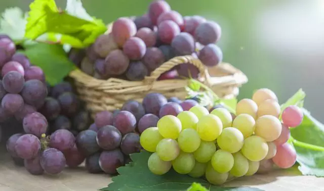 ¿Son las uvas malas para los perros?
