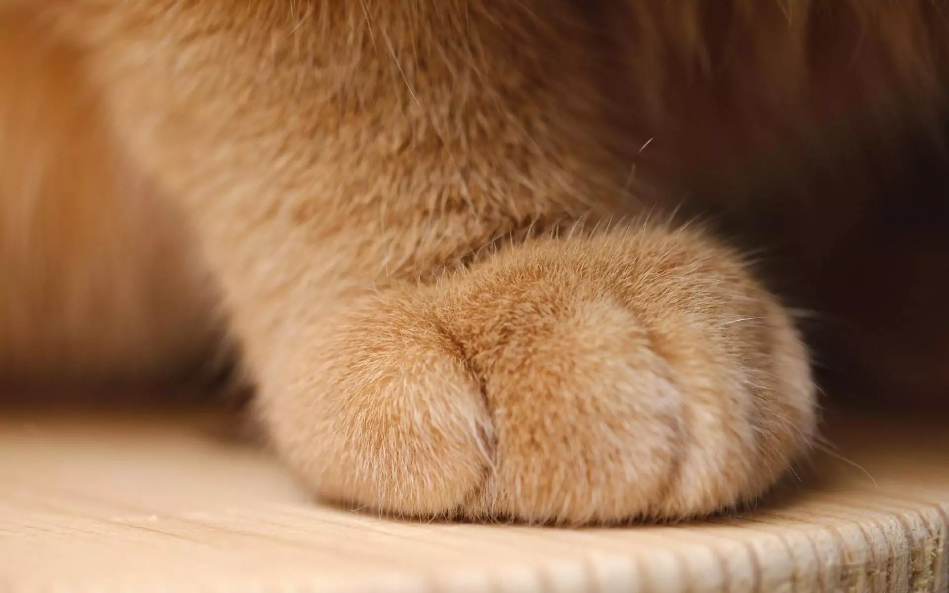 ¿Cuántos dedos tiene un gato?