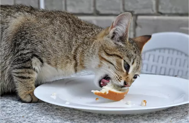 ¿Pueden los gatos comer pan? ¿Por qué a los gatos les gusta el pan?