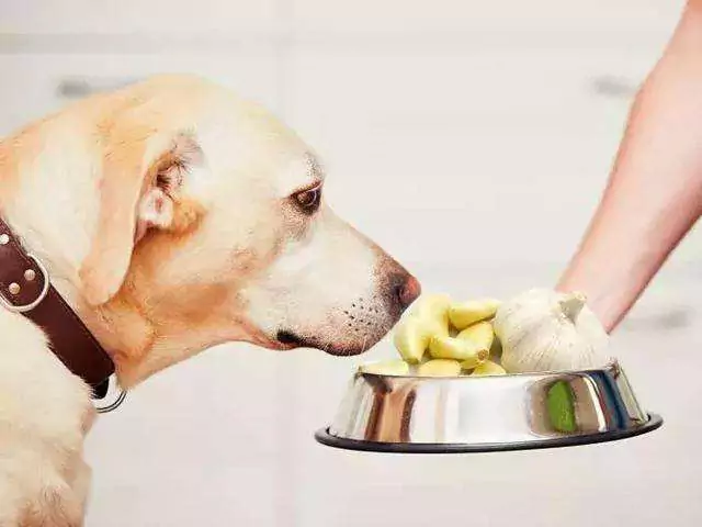 ¿Pueden los perros comer ajo? ¿Cuáles son los síntomas cuando un perro come ajo?