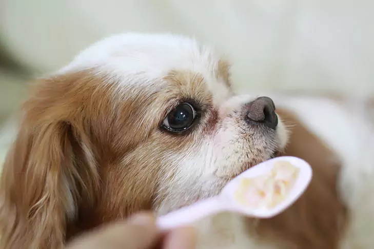 ¿Pueden los perros comer avena? Beneficios de la avena para los perros