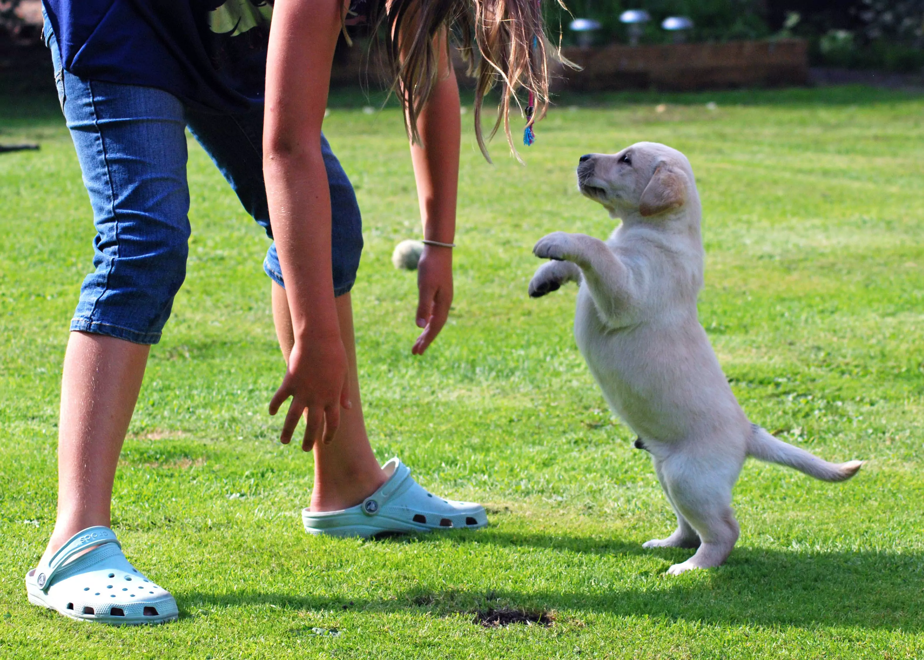 Cómo evitar que un perro salte sobre una persona