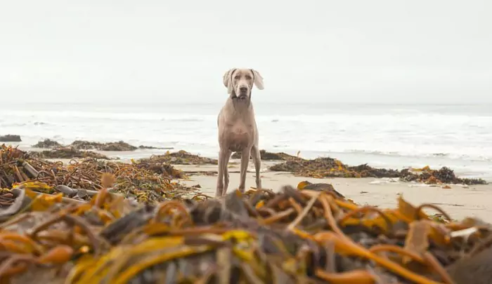 ¿Pueden los perros comer algas? ¿Cuál es la diferencia entre las algas marinas y el kelp?
