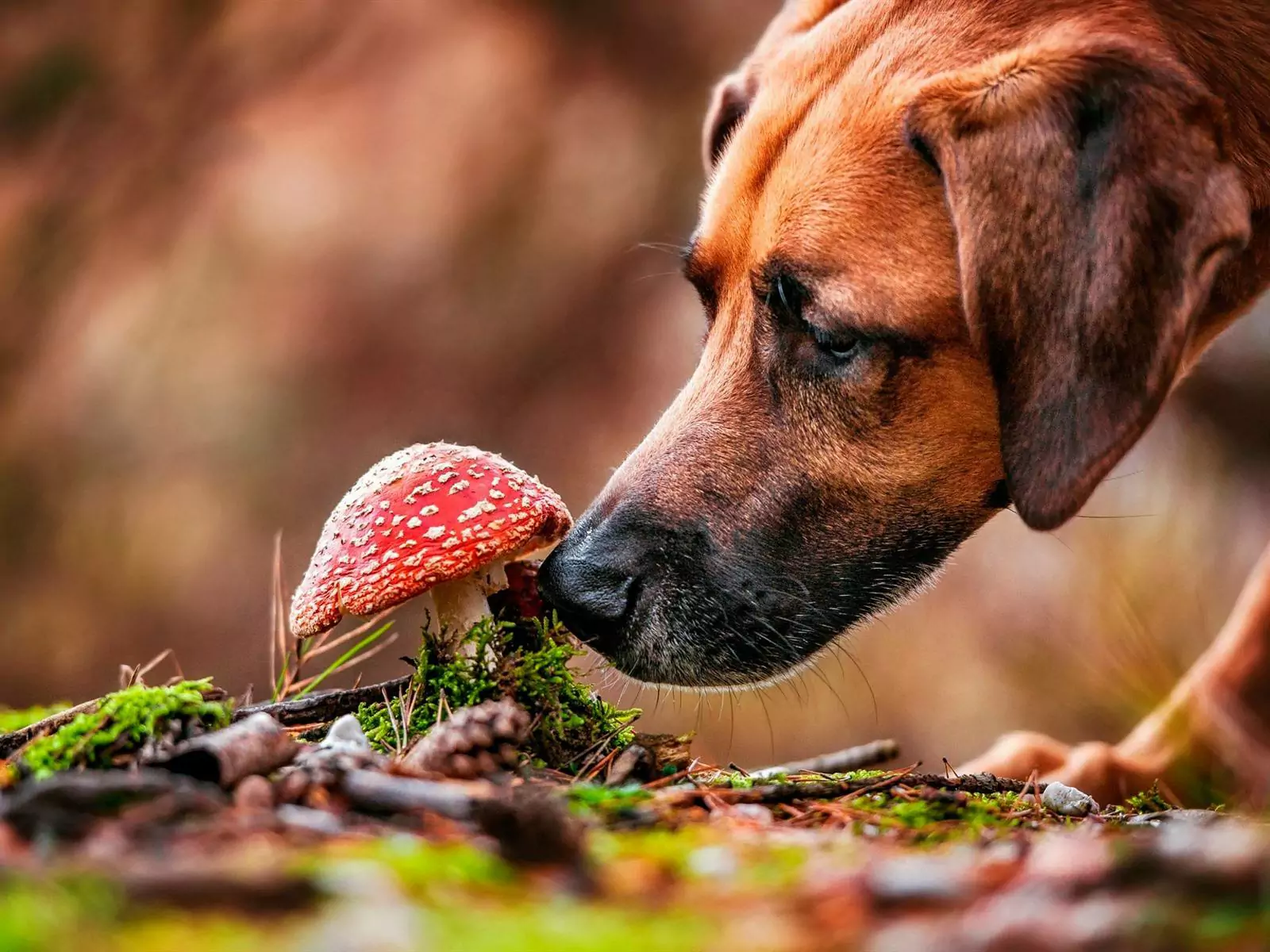 ¿Pueden los perros comer setas? ¿Cuál es la nutrición de dar setas a los perros