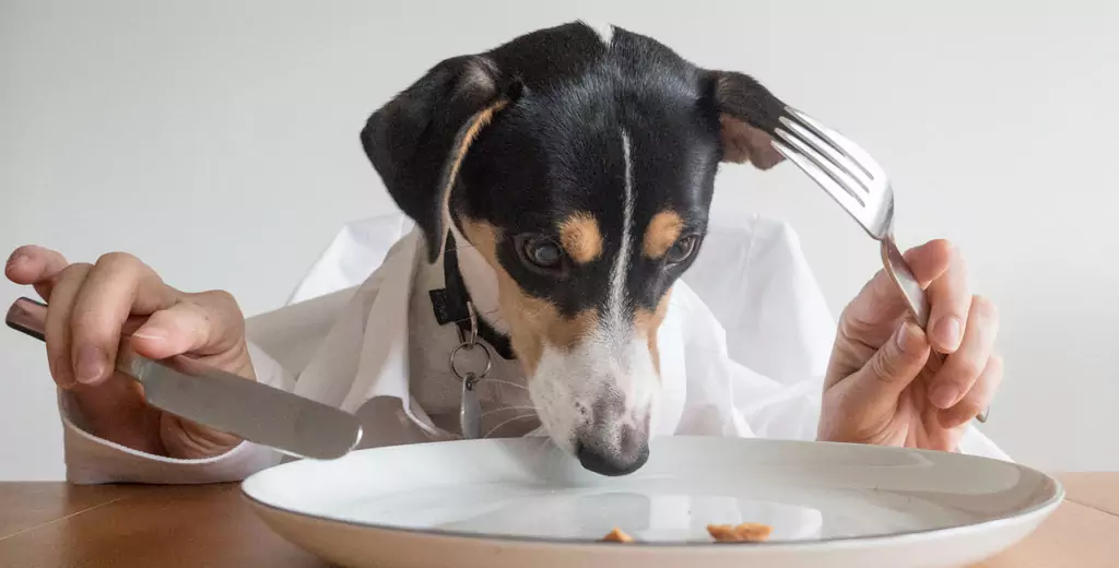 ¿Pueden los perros comer patatas? ¿Cuáles son los beneficios de las patatas para los perros? ¿Pueden los perros comer puré de patatas?