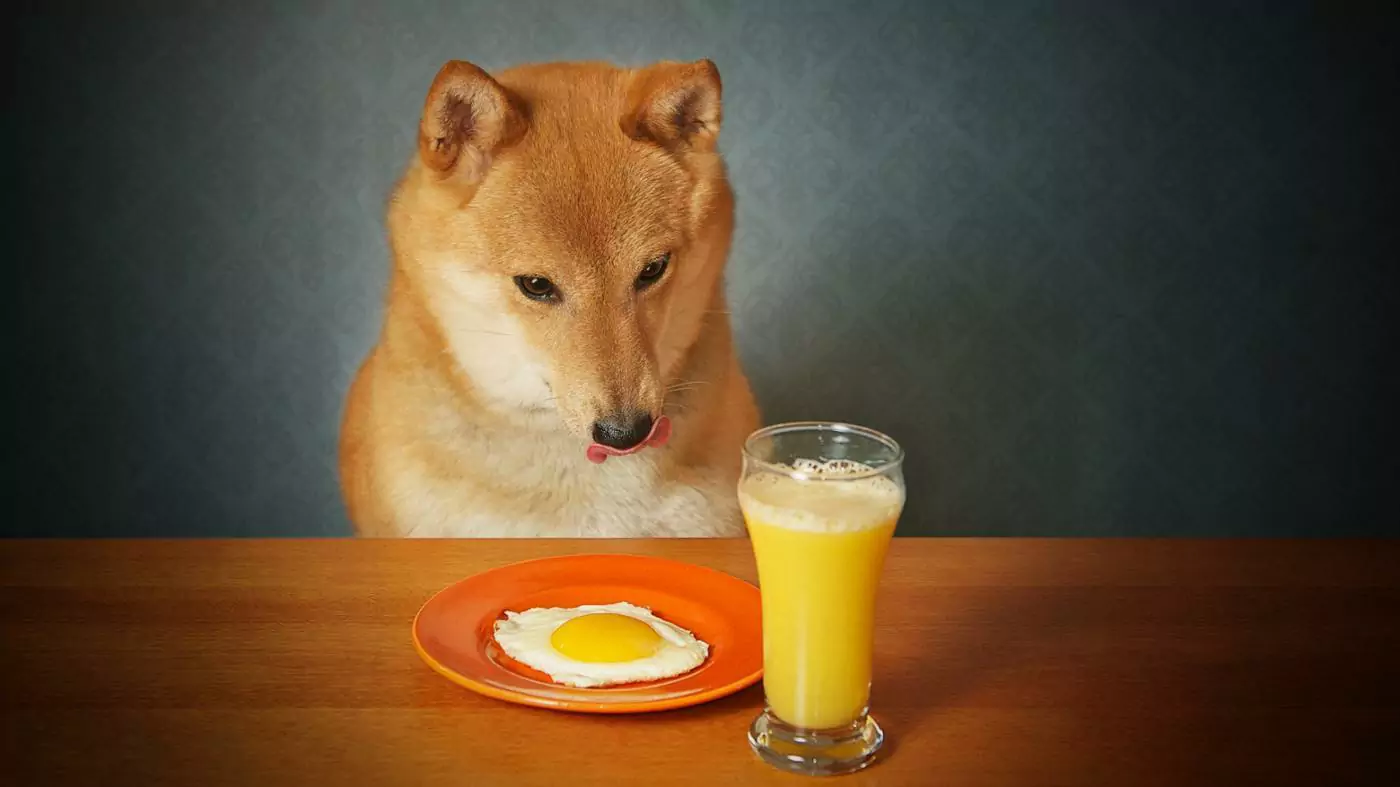 ¿Pueden los perros beber zumo de naranja?