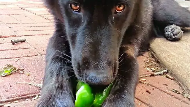 ¿Pueden los perros comer pimientos verdes? Cómo actuar cuando un perro come pimientos verdes