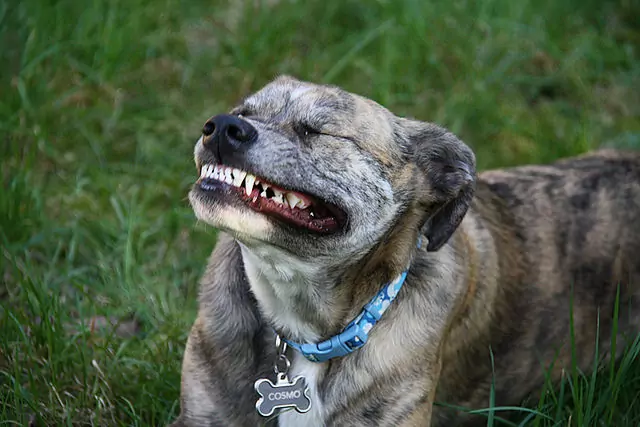 ¿Los perros pierden los dientes?