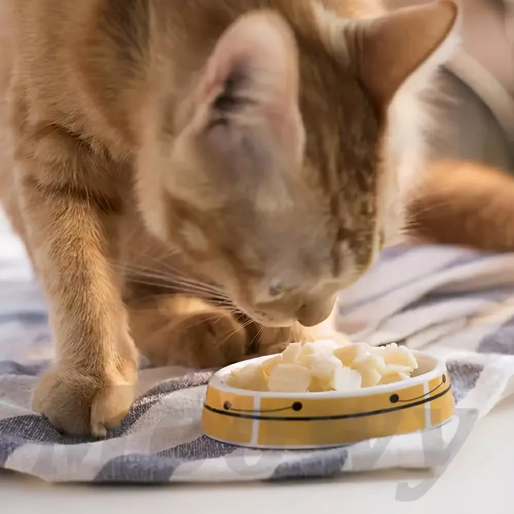 ¿Pueden los gatos comer queso? ¿Pueden los gatitos comer palitos de queso?