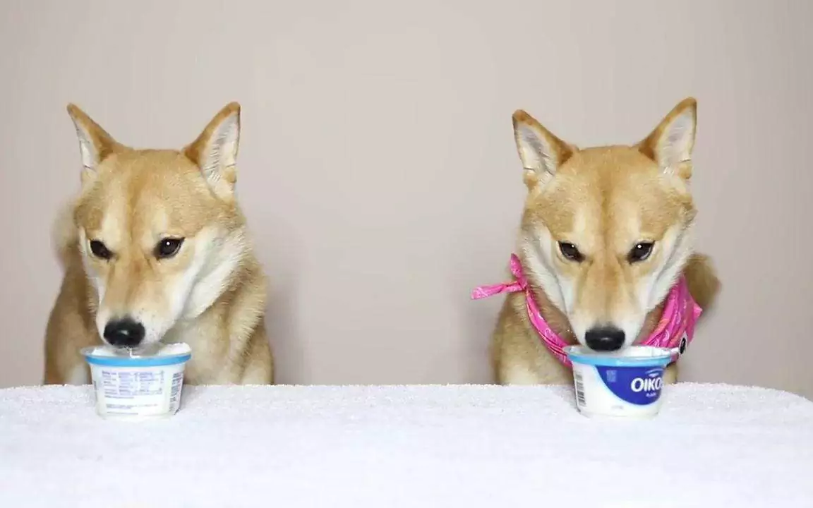 ¿Pueden los perros comer yogur? ¿Cuáles son los beneficios del yogur para los perros?