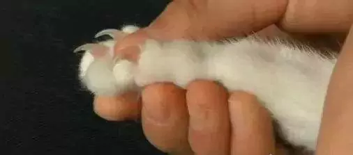 ¿Cómo se recortan las uñas del gato? ¿Es necesario afeitar el pelo de las patas del gato?