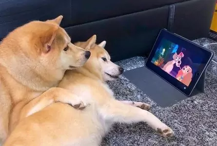 ¿Pueden los perros ver la televisión? ¿Qué ven los perros en la televisión?