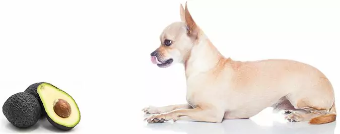 ¿Pueden los perros comer aguacates? ¿Qué es un aguacate?