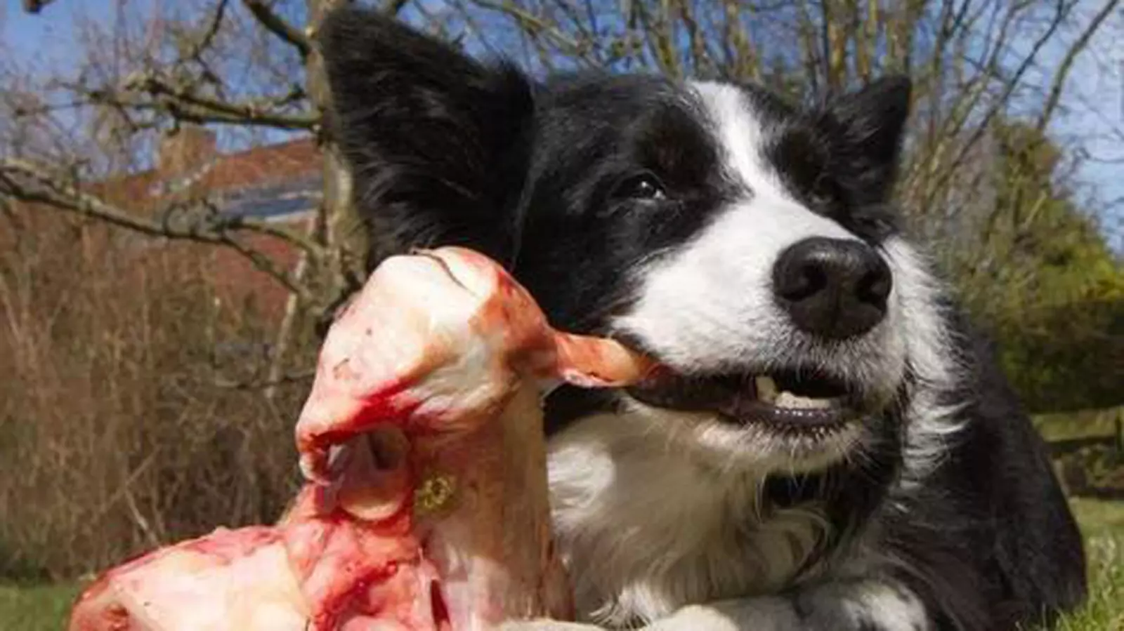 ¿Pueden los perros comer carne de vacuno cruda? Beneficios e inconvenientes de la carne de vacuno para los perros