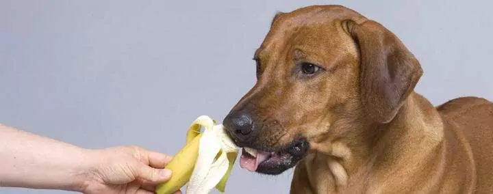 ¿Pueden los perros comer plátanos? ¿Cuáles son los beneficios del plátano para los perros?