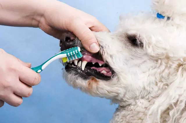 ¿Con qué frecuencia debo cepillar los dientes de mi perro?