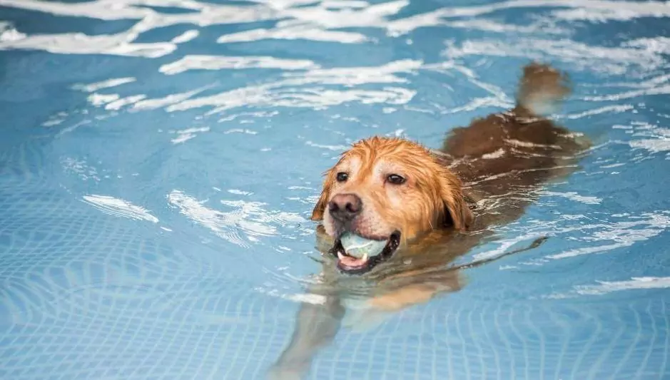 ¿Saben todos los perros nadar?