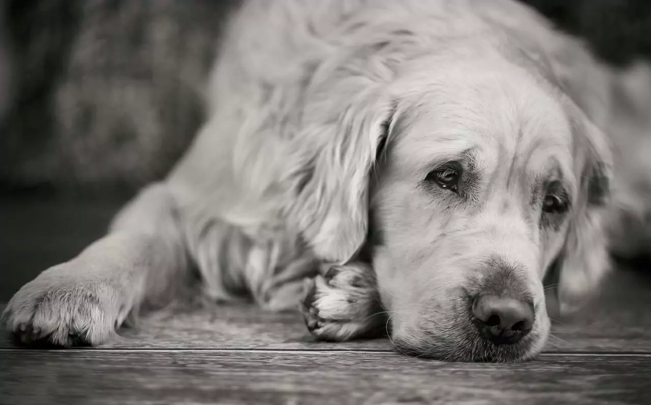 ¿Pueden los perros estar deprimidos?