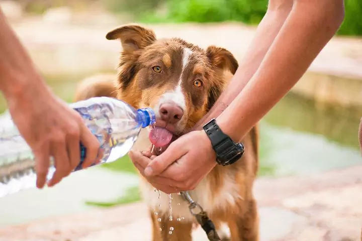 ¿Cuánta agua debe beber un perro?