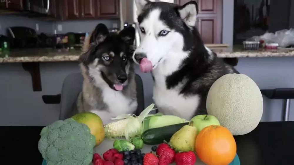 ¿Pueden los perros comer verduras? ¿Qué verduras les gusta comer a los perros?