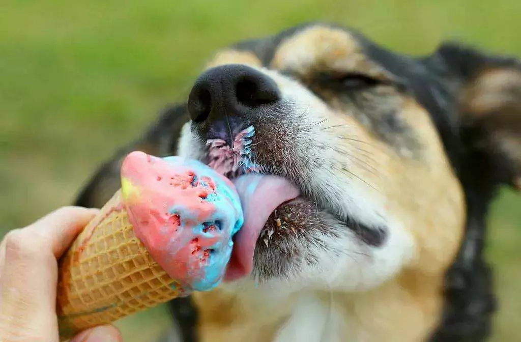 ¿Pueden los perros comer helado? Posibles problemas de salud del helado para los perros