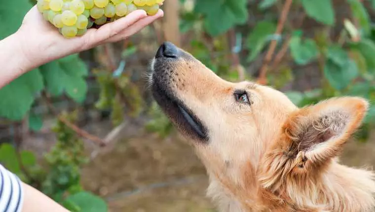 ¿Pueden los perros comer pasas? Toxicidad de las uvas, síntomas de intoxicación en los perros