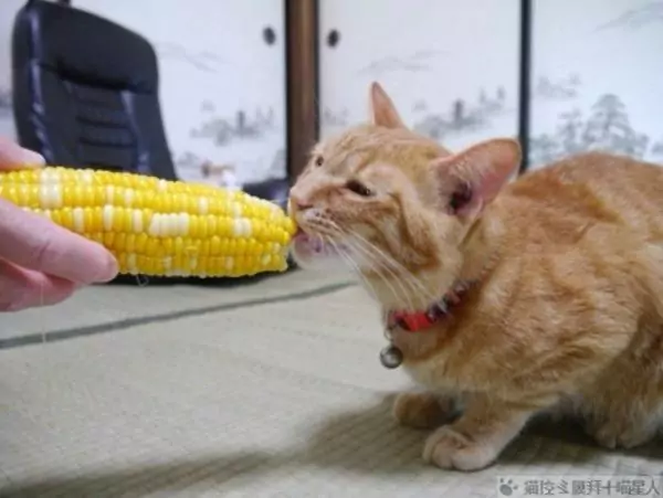 ¿Pueden los gatos comer maíz? Consejos para la cría de gatos