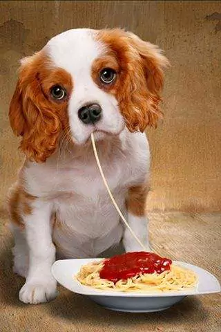 ¿Pueden los perros comer espaguetis? ¿Cuáles son los efectos nocivos de comer espaguetis a largo plazo en los perros?