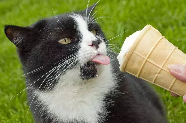¿Pueden los gatos comer helado? ¿Pueden los gatos comer yogur?