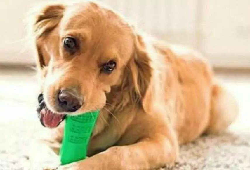 ¿Cómo limpiar la boca del perro en casa? Consejos para eliminar el olor de la boca del perro