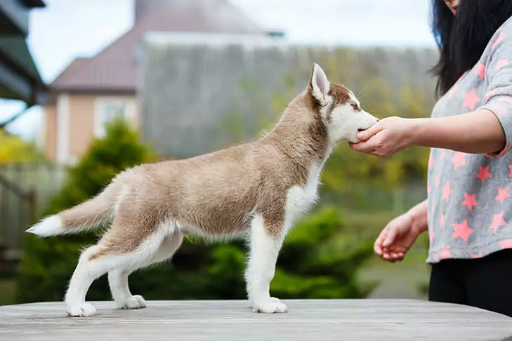 ¿Cómo entrenar a un perro? Contenidos clave del adiestramiento