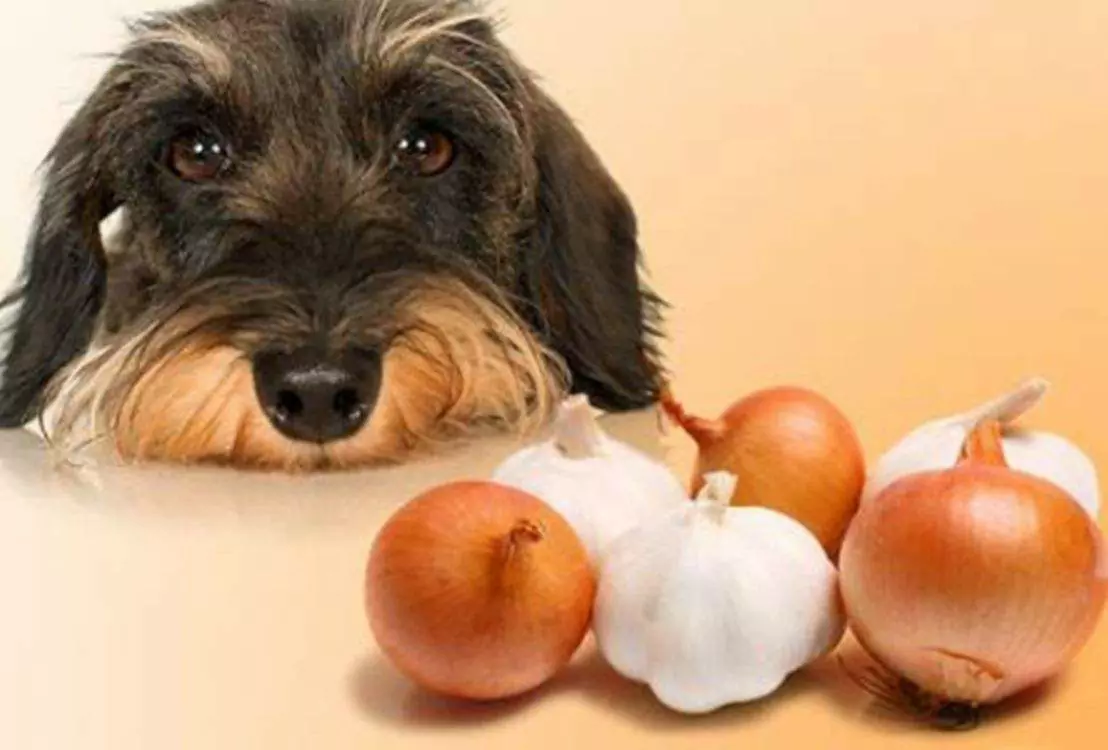 ¿Pueden los perros comer cebollas? ¿Por qué las cebollas son tóxicas para los perros?