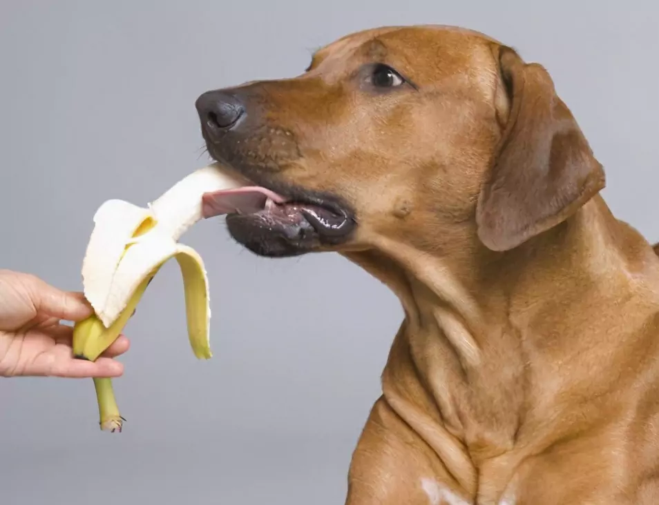 ¿Qué frutas pueden comer los perros? Ventajas e inconvenientes de dar fruta a los perros y precauciones