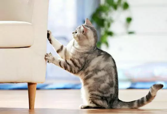 ¿Cómo evitar que los gatos arañen los muebles? ¿Cómo proteger los muebles?