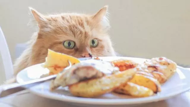 ¿Pueden los gatos comer pollo? La nutrición de cada parte del pollo
