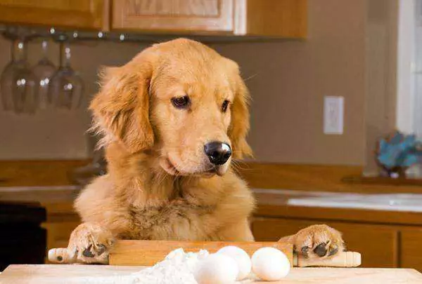 ¿Son buenos los huevos crudos para los perros? ¿Qué otras desventajas tiene para los perros comer huevos crudos?